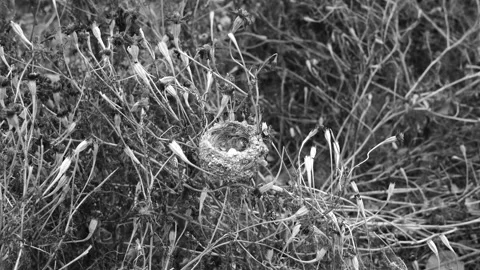 Zoom in tiny nest with eggs on weed in black and white Stock Footage 142669499