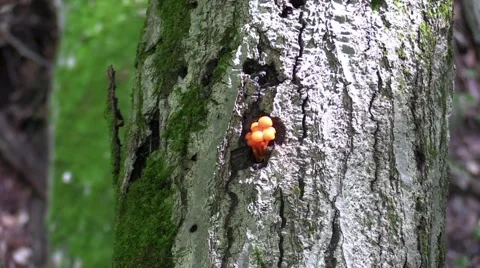 Zoom in on tiny orange mushrooms on side of tree Stock Footage 68288272