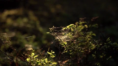 Zoom in to tiny spider nets on the blueberry bush in the fairy tale forest Stock Footage 90117197
