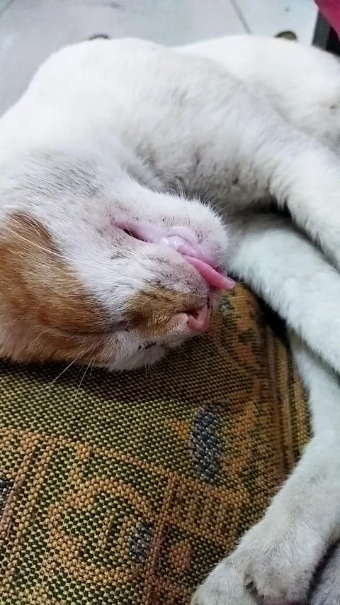 Zoom In Too Closer To Sleeping Cat Stock Footage 326145215