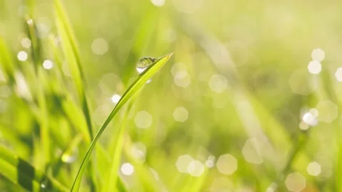 Zoom on transparent drops of pure dew on green grass in early morning in meadow. Stock Footage 148265180