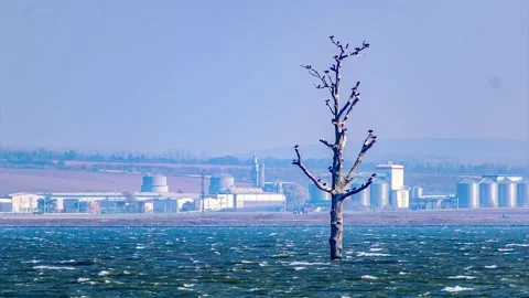 Zoom a tree in the middle of the water area of the lake with birds Stock Footage 165838144