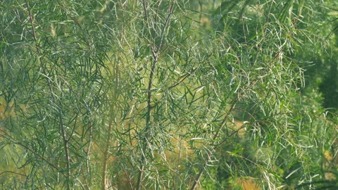 Zoom in to the tree with small leaves Stock Footage 94724491