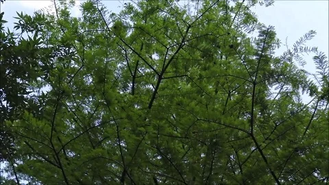 Zoom into trees beautiful spring green Video stock 74674728