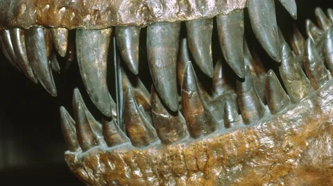 Zoom in on Trex teeth Stock Footage 54641004