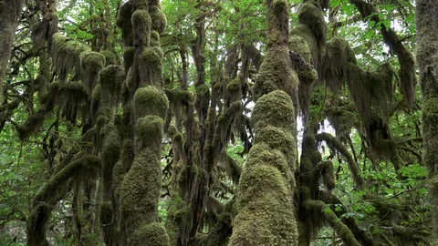 zoom in on trunks of three bigleaf maple... | Stock Video | Pond5