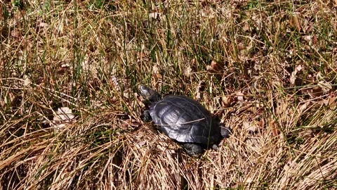 Zoom In on the turtle on the ditch side Video stock 151737312