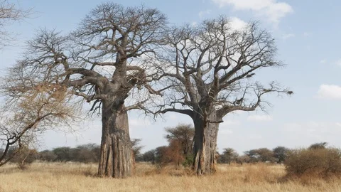Zoom in on two baobab trees at tarangire national park Stock Footage 98329694
