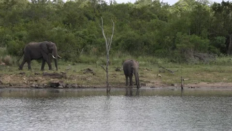 Zoom in on the two elephants standing drinking on a river bank. Stock Footage 231555179