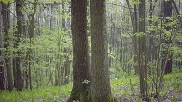 Zoom in on two trunks Stock Footage 86061769