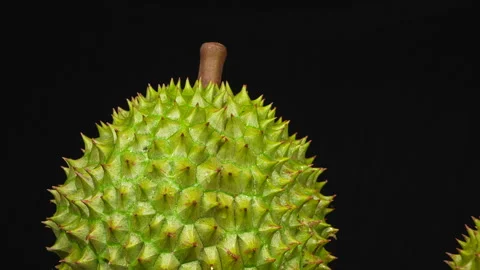 Zoom upper half of Ri6 durian on black studio background. 库存影片 334337372