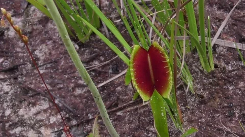 Zoom of Venus Flytrap (Dionaea muscipula), SE USA Stock Footage 76971027