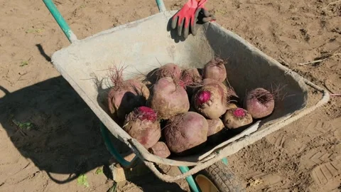 Zoom in video of fresh organic beetroot harvest in a cart Stock Footage 317596552
