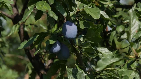 Zoom in video of plum fruit at tree branch Stock Footage 124543637