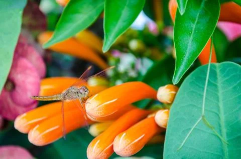 The zoom view of dragonfly Stock Photos