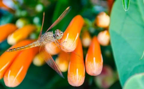 The zoom view of dragonfly Stock Photos