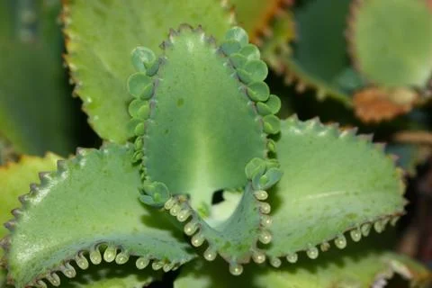 Zoom view of green plant Stock Photos