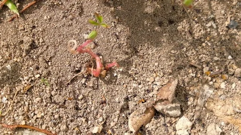Zoom in view Insects Ants colony working on anthill construction in wild scenery Stock Footage 116663190