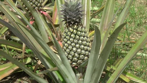 Zoom view of pineapple (Ananas Comosus) is a tropical plant 4k Stock Footage 255489079