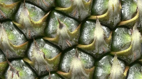 Zoom view of pineapple (Ananas Comosus) is a tropical plant with an edible fruit Stock Footage 256575594