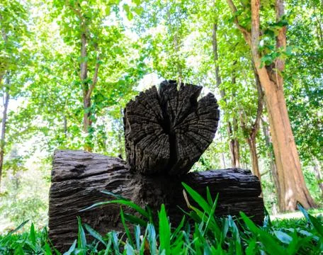 Zoom view of timber Stock Photos