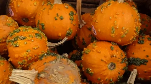 Zoom into the void between Warty Goblin pumpkins at local the farmers market Stock-Footage 145380751