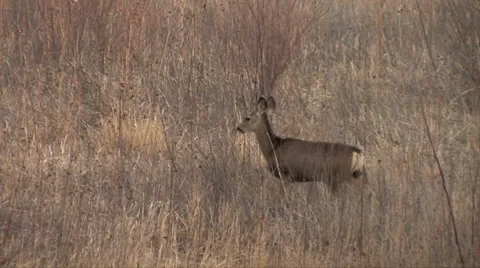 Zoom in on walking Mule Deer. 스톡 동영상 38278674