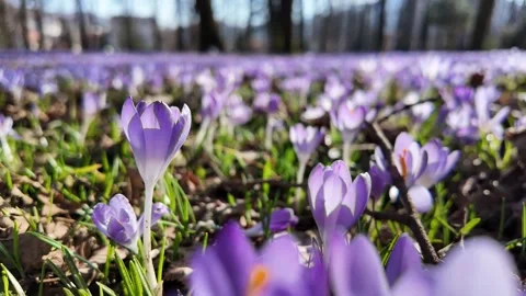 Zoom-in walking through a vibrant crocus flowers field in spring park. Stock Footage 311376190