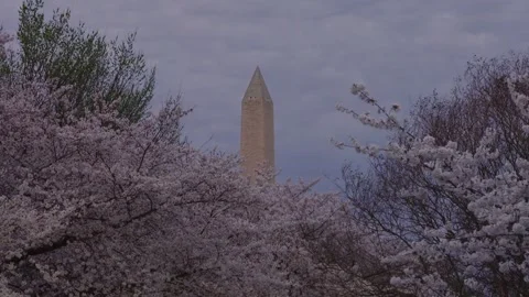 Zoom In on Washington Monument Through Cherry Blossoms at Tidal Basin Spring DC Stock Footage 331493712