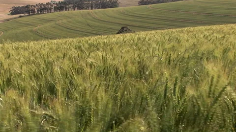 Zoom in of a waving wheat field Stock Footage 310388317