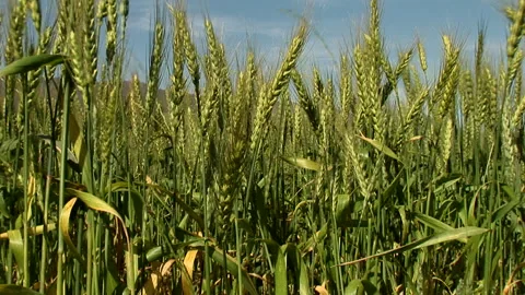 Zoom in of waving wheat in a field Stock Footage 310389348