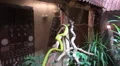 Zoom in Western green mambas near african house HD Footage