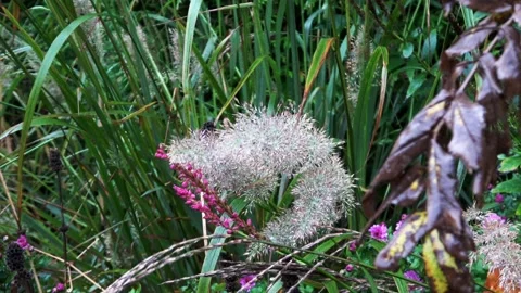 Zoom In on wet grasses  Stock Footage 168558118
