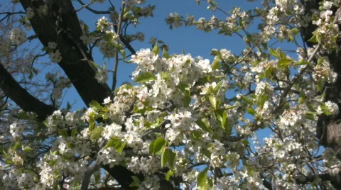 Zoom in to white apple tree flowers Video stock 521913