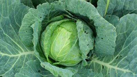 Zoom in white cabbage growing in the vegetable garden, top view Stock Footage 314176802