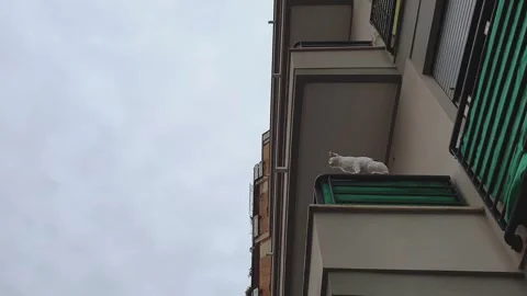 Zoom in of white cat standing on edge of balcony low angle Stock Footage 279907023