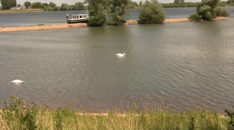 Zoom in at white Swan Stock Footage 39814661