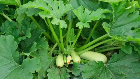 Zoom in white zucchini growing in the vegetable garden Stock Footage 280961751