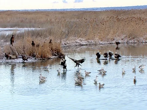 Zoom in from wide view of many eagles to one gliding and landing, with audio Stock Footage 124355854