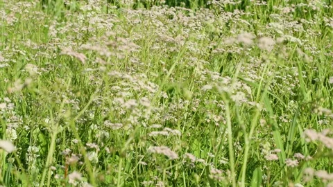 Zoom in a wild field with cumin plants, close-up on a bright sunny day with l Stock Footage 202640200