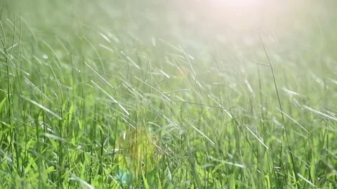 Zoom  in wild grass with flare for natures concept Stock Footage 80069080