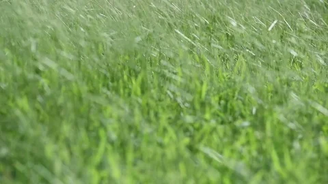 Zoom in wild grass for natures concept Stock Footage 80068817