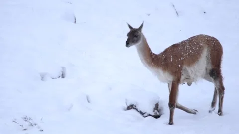 Zoom on wild guanaco walking down in snow hills in South America Patagonia in Stock-Footage 270921073