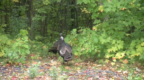 Zoom into wild turkeys  Stock Footage 532532