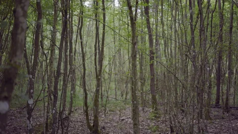 Zoom in in to the wilderness Stock Footage 86062024