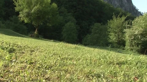 Zoom in the woods Stock Footage 140915051