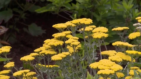 Zoom in to yellow flowers Video stock 143880463