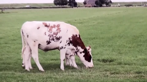 Zoom In on a young cow Stock Footage 82966872