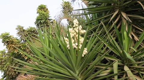 Zoom in to yucca flowering Stock Footage 55334407