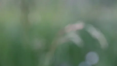 Zoomed blades of grass blown by the wind on the field macro Stock Footage 242939040